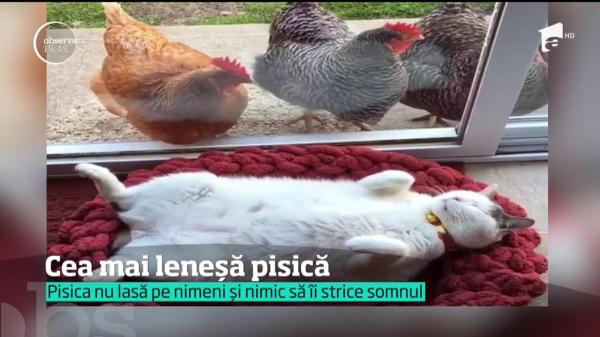 Cea mai leneșă pisică îi cucerește pe internauți