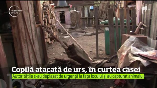 Scene terifiante, la Mureş! O fetiţă a ajuns la spital, după ce a fost ATACATĂ DE URS în timp ce se juca prin curte