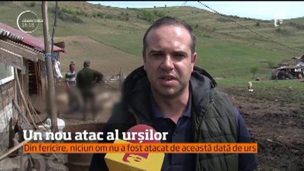 Stână ATACATĂ de urs. Animalul A OMORÂT 12 oi!