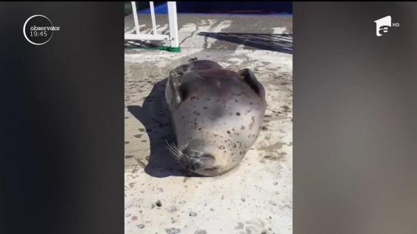 IMAGINI VIRALE! Cea mai simpatică focă face deliciul internauţilor pretutindeni în lume