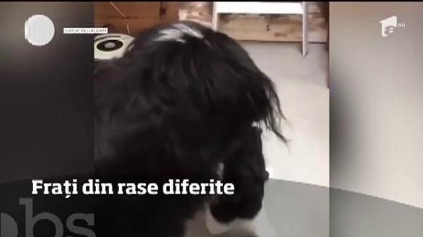 O pisică şi un câine sunt de nedespărțit