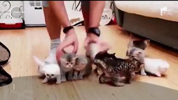 O poză cu 10 pisoiaşi, misiune imposibilă pentru un fotograf (VIDEO)