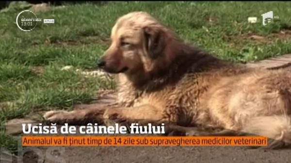 Şi-a găsit SFÂRŞITUL în colţii câinelui ! O femeie a murit, după ce a fost ATCATĂ de căţelul pe care îl ţinea în curte