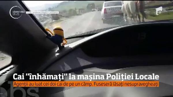 Au arestat caii! Poliţiştii locali din Tărlungeni au legat apoi animalele de propria maşină