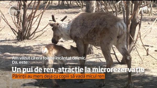 Microrezervaţia din Constanţa are o nouă vedetă, de şase zile