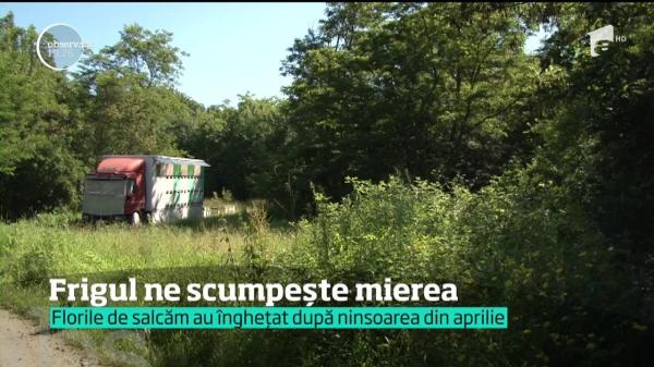 Miere puţină şi scumpă, după ce ninsoarea din aprilie a îngheţat florile de salcâm