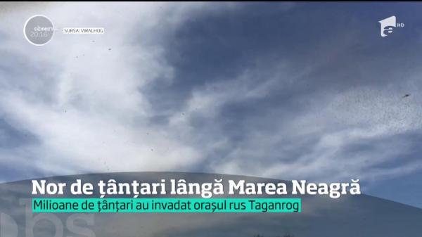 Imagini care îţi fac pielea de găină. Nor de țânțari filmat lângă Marea Neagră