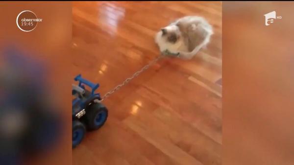 Cea mai tare invenție pentru pisicile leneșe!