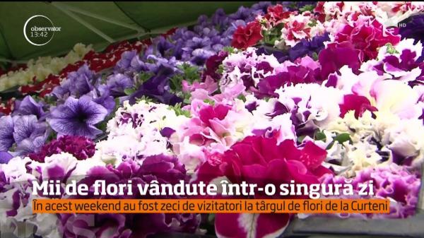S-a deschis târgul de flori, la Mureş! Vizitatorii vin de la sute de kilometri depărtare pentru a cumpăra plante, la preţuri accesibile