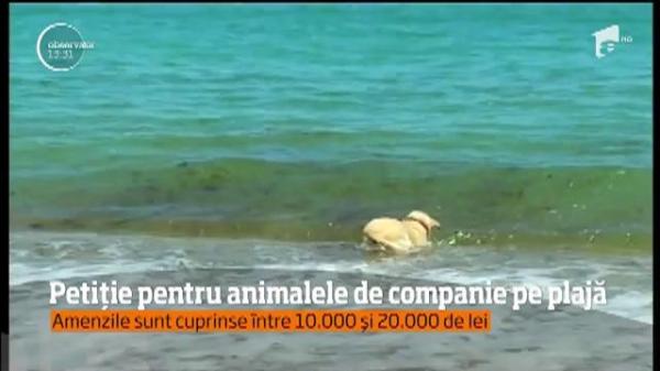 Fără animale de companie pe plajă! Autorităţile dau amenzi uriaşe pentru cei care îşi iau câinele la malul mării