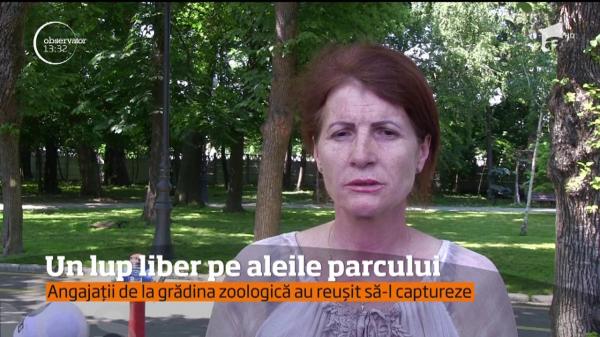 Panică în cel mai mare parc din Craiova! Localnicii s-au întâlnit cu un lup care se plimba pe alei