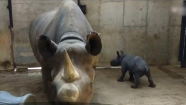 Rinocerul negru Moyo, principala atracţie a unei grădini zoologice din Statele Unite!