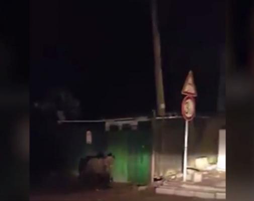 Musafir periculos! Un urs uriaş s-a plimbat pe străzile din Predeal