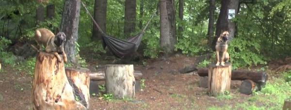 Exerciţiu unic pe Ceahlău, cu salvamontişti şi câini specializaţi