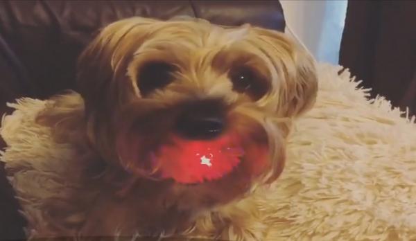 Cățelușul cu girofar: e adorabil și descrețește orice frunte!