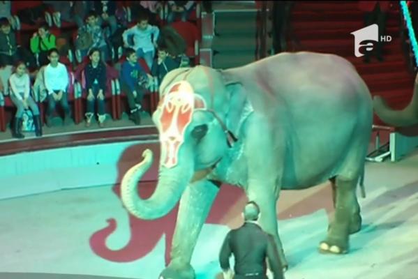 Interzicerea animalelor la circ prin lege are şi excepţii. Aşa au decis deputaţii jurişti