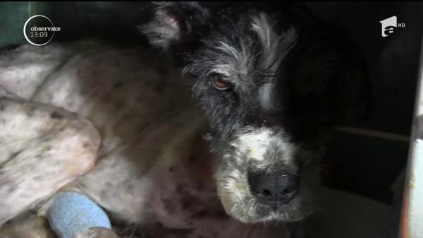 Povestea unui biet CĂŢEL ABANDONAT sfâşie inimi şi stârneşte REVOLTĂ