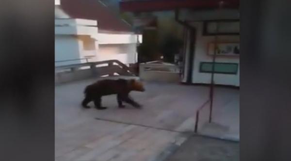 Urşii bagă spaima în locuitorii din Băile Tuşnad. Animalele dau iama în gospădăriile oamenilor, în căutare de hrană (VIDEO)