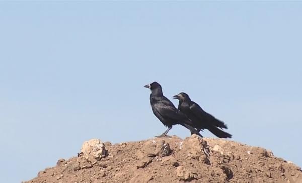 O firmă de salubritate din Călărași e acuzată că ÎNGROAPĂ GUNOIUL pe islazul unei comune, ca să scoată bani!