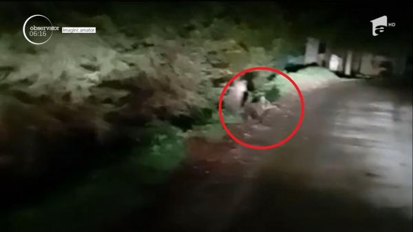 Urşii înfometaţi dau iama în gospodăriile de la munte. Autorităţile din staţiunea Cheia sunt în alertă