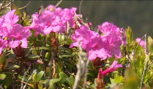 Spectacolul naturii: bujorul de munte din Masivul Ciucaş, căruia românii i-au dedicat un festival
