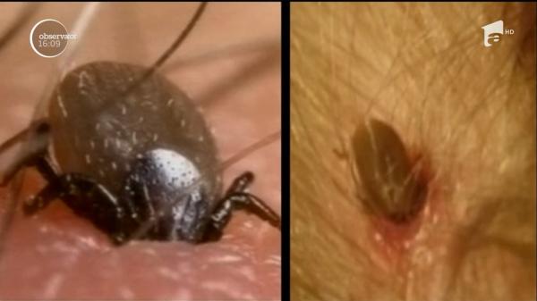 Pericolul de la iarbă verde! Record de cazuri de oameni muşcaţi de căpușe, în Maramureş