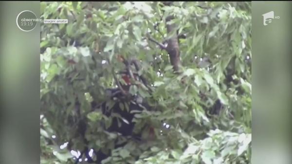 Scena "La Cireşe", varianta dintre blocuri. Peripeţia unui puşti din Bacău s-a încheiat cu o intervenţie în forţă a pompierilor