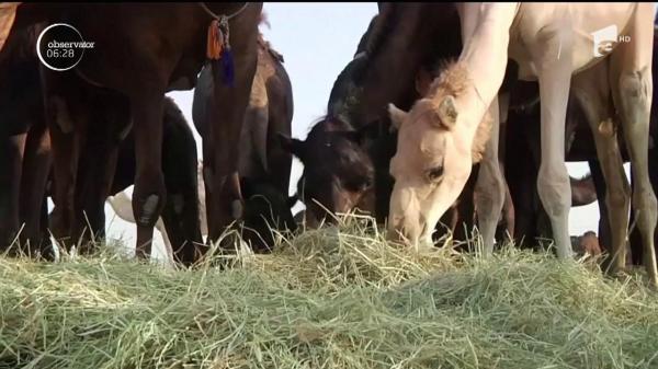 Una dintre cele mai cunoscute reţele de televiziune din lume, Al Jazeera, ar putea să-şi închidă emisia