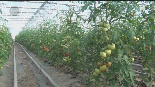 Roșia bio românească, deliciu în farfurie! Agricultorii ţintesc lăzile din marile lanţuri de supermarketuri