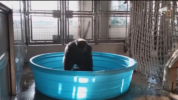 Gorila dansatoare din piscină, vedetă pe internet!
