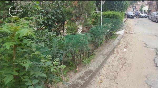 Au vopsit gardul viu, pentru că era ofilit! Se întâmplă la Arad