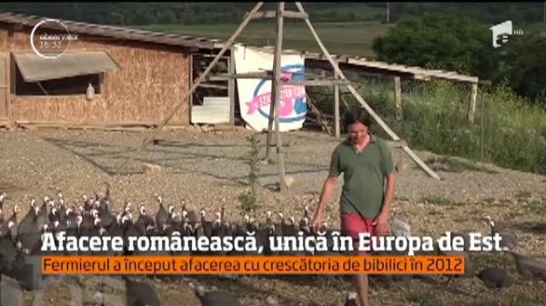 Un crescător de BIBILICI din Harghita a dezvoltat o AFACERE UNICĂ în Europa de est