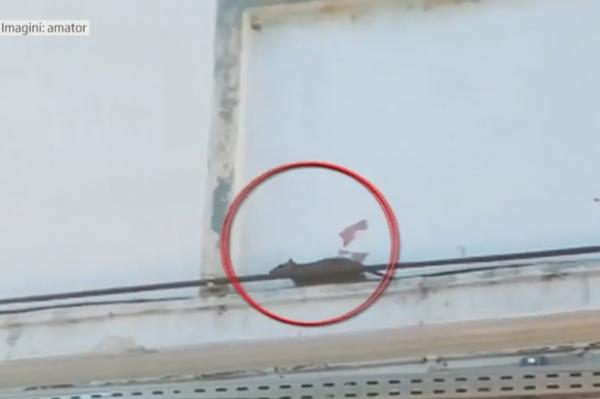 Imagini halucinante la Spitalul de Boli Infecţioase Victor-Babeş din Capitală! Şobolanii se plimbă pe lângă saloanele unde sunt internaţi copii