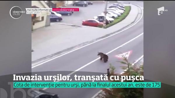 LIBER la ÎMPUȘCATUL URȘILOR. Orice "Moș Martin" mai îndrăzneț poate fi UCIS dacă provoacă pagube mari sau amenință viețile oamenilor