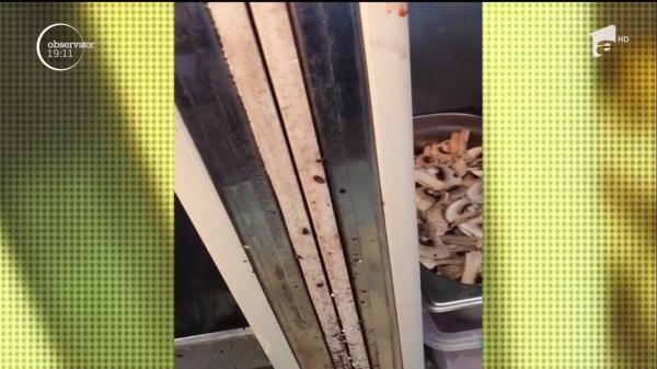 Descoperire ISTORICĂ în frigiderul unui restaurant din Mamaia: "Am găsit o nouă specie de gândac" Chiar și inspectorilor le-a venit să vomite