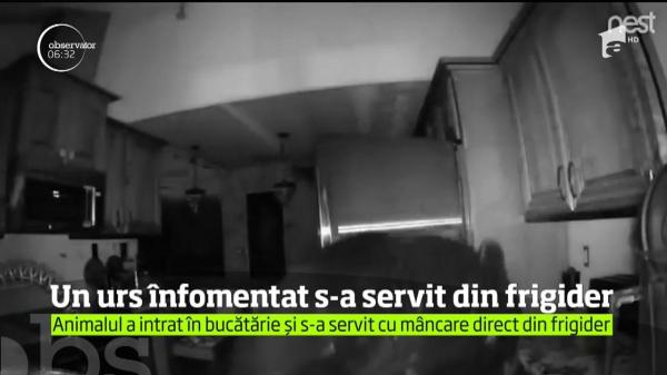 Un american din statul Colorado s-a trezit cu un urs în bucătărie. Animalul s-a servit cu mâncare direct din frigider! (VIDEO)