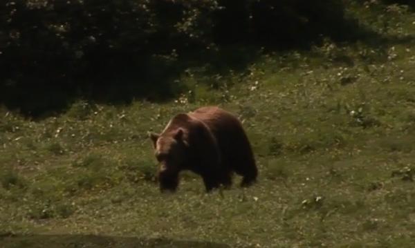 Grav incident în Harghita: doi oameni au fost sfâşiaţi de un urs flămând!