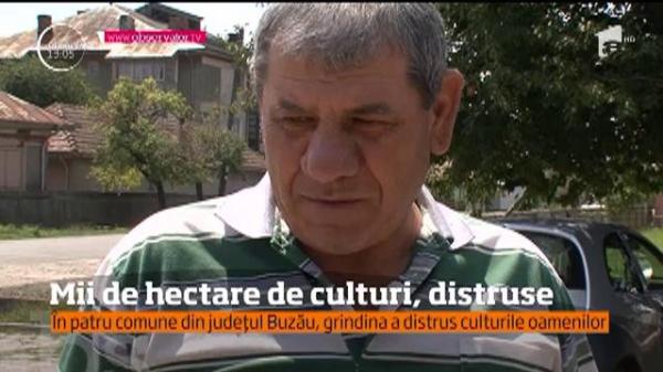 DEZASTRU în Buzău! Grindina a pus la pământ mii de hectare de culturi agricole, în doar un sfert de oră