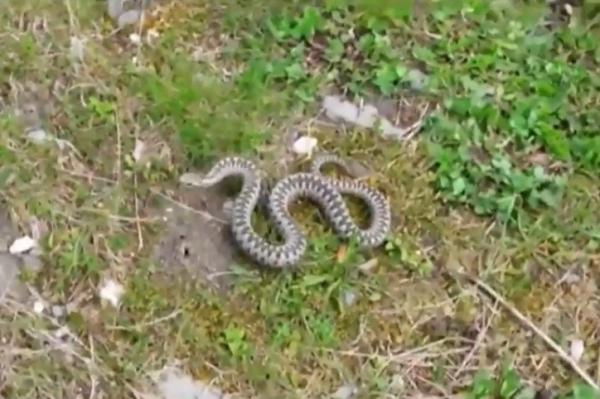 Alertă în Munţii Retezat! Un student a fost muşcat de o viperă. Salvamontiştii au urcat trei ore pe jos pentru a-l ajuta pe tânăr