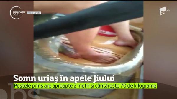 Captură impresionantă pe Jiu! Doi pescari au prins un SOMN URIAŞ, de aproape doi metri