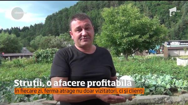 Afaceri profitabile cu păsări enorme în Maramureş! O familie are o fermă cu 160 de struţi