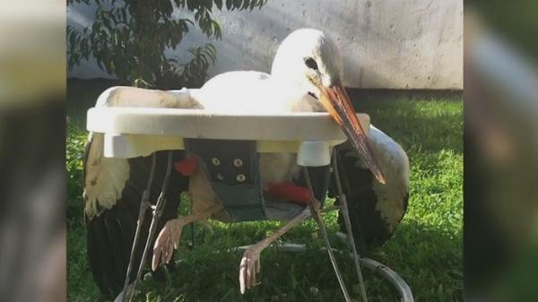 Mai multe berze cu picioarele fracturate reînvaţă să meargă, în premergătoare pentru bebeluși