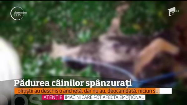 Cruzime fără margine lângă Ocnele Mari. Mai mulţi câini au fost găsiţi morţi, atârnând într-un copac. Poliţiştii nu au niciun suspect (VIDEO)