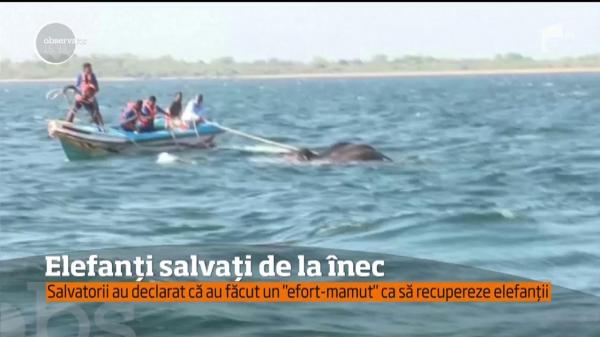 Doi elefanţi au fost salvaţi de la înec de membrii Marinei Militare din Sri Lanka!
