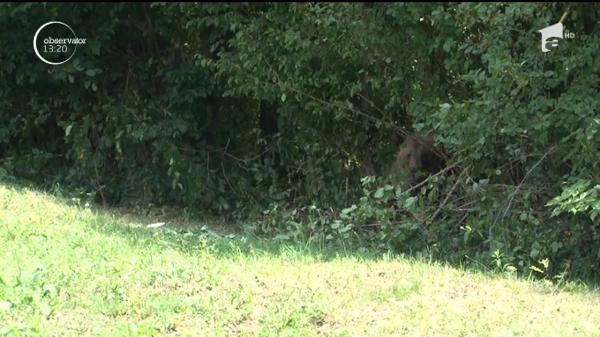 Un urs a rămas captiv o noapte întreagă în gardul de sârmă ghimpată al unei gospodării. A fost salvat după o intervenţie de câteva ore