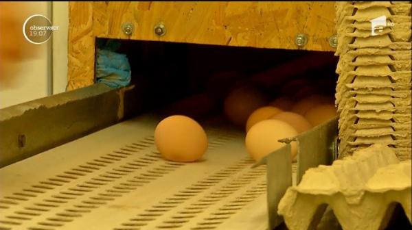 Milioane de ouă toxice au pus Europa pe jar, iar străinii arată cu degetul spre România