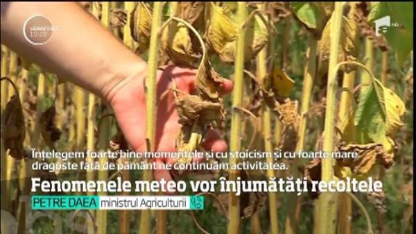 Fenomenele meteo extreme au lovit din plin producţia agricolă