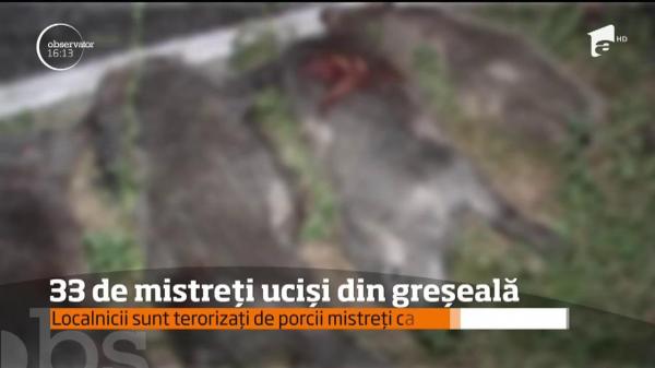 33 dintr-o lovitură! În Gorj, un şofer a lovit o întreagă turmă de mistreţi, din greşeală