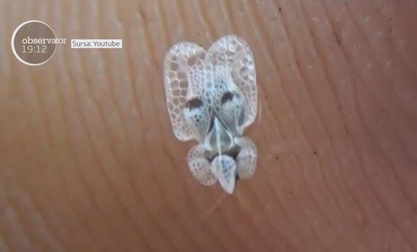 Bucureştiul a fost INVADAT de tigrii platanului! Insectele au înţepături foarte dureroase şi nu există soluţii pentru a scăpa de ele