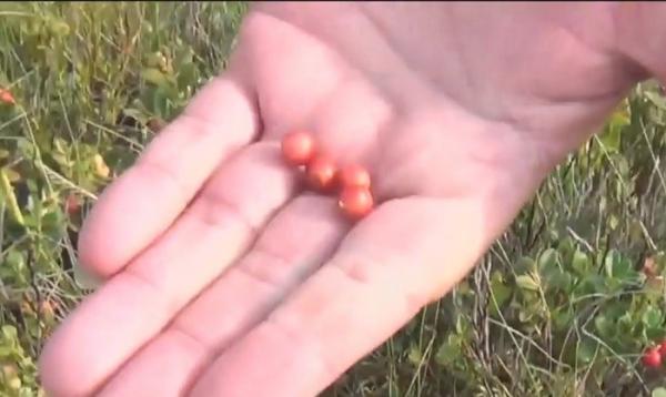 Sezonul fructelor de pădure a umplut marginile şoselelor de vânzători care le culeg cu multă trudă